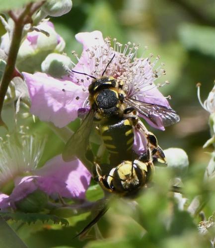 Anthidium florentinum